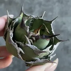 2026年最新】アガベの人気アイテム - メルカリ