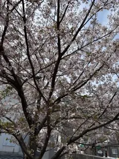 Lucky様用ページ