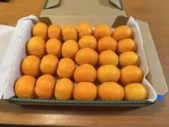 ハウスみかん　小玉みかん　静岡県産のサムネイル