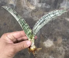 2025年最新】サンスベリアの人気アイテム - メルカリ