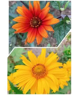 宿根ひまわり 種 2種セット