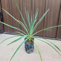 ユッカ ブルーセントリー 鉢植え 苗 耐寒強 レア品種 - メルカリ