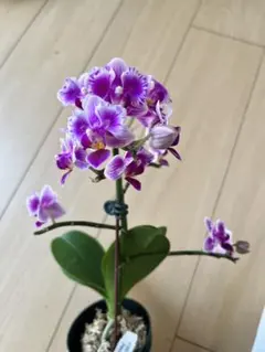 胡蝶蘭 原種 交配種 レア 入手困難 - メルカリ