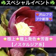 2026年最新】大木ナーセリーの人気アイテム - メルカリ