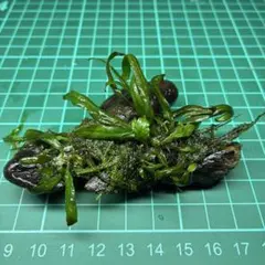 ミクロソリウムトライデント&南米ウィローモス流木のサムネイル