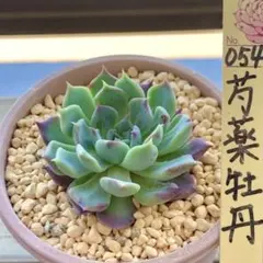 希少 O's PLANTSさん苗 リンツ 札付き 花芽付き 多肉植物 - メルカリ