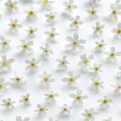 忘れな草 ホワイト ブルードライフラワー パーツ 素材 レジン 青 白
