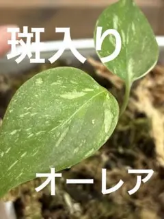 2026年最新】モンステラボルシギアナ オーレアの人気アイテム - メルカリ