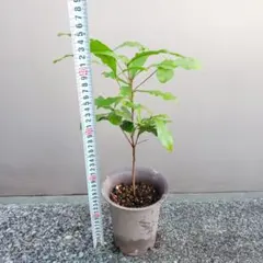 現品 キンコウボク 金厚朴 観葉植物 レア 希少 香水 インテリアグリー