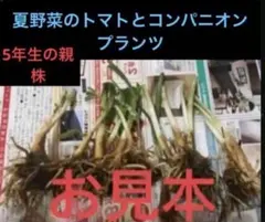 万能野菜、岐阜県産、自然栽培、親株5年以上のニラ苗 1セット 50芽