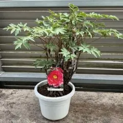 モミジ イロハモミジ系 74cmもみじ 紅葉 カエデ 鉢植え 苗木 - メルカリ