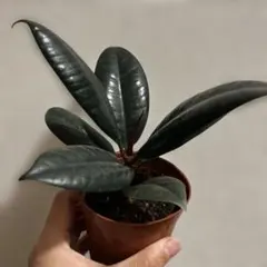 激レア！フィカス バーガンディ 斑入り（ボトムカット） フィカス・バーガンディ曲がり M セメントポット | 赤い新芽と黒い葉の