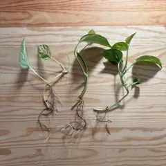 ポトス 斑入り 抜き苗 3本セットのサムネイル