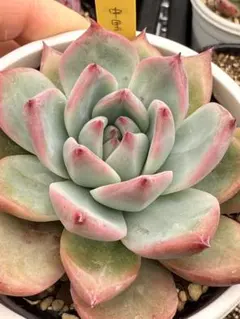 2025年最新】リンゼアナ 中里の人気アイテム - メルカリ