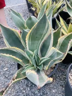 2025年最新】オバティフォリア アガベの人気アイテム - メルカリ