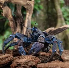 2026年最新】ヤシガニ いきもの大図鑑の人気アイテム - メルカリ