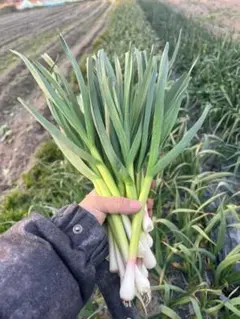 すぐ植え付け 芽出し にんにく 5苗 家庭菜園 健康野菜 ニンニク 自然