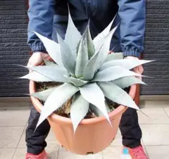 2026年最新】アガベアプラナータの人気アイテム - メルカリ
