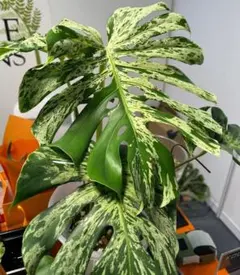 K629Monstera Lemon Lime モンステラレモンライム TC株 - メルカリ