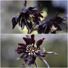 2026年最新】クリスマスローズ ブラックマジックの人気アイテム - メルカリ