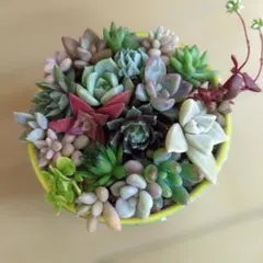 多肉植物　カット苗　詰め合わせのサムネイル