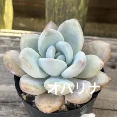 2026年最新】多肉 オパリナの人気アイテム - メルカリ
