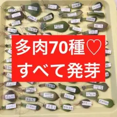 2025年最新】カラフル葉挿しの人気アイテム - メルカリ