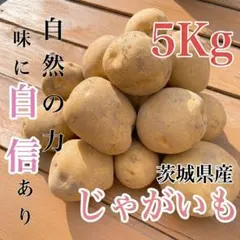 令和7年度秋田県産大豆(リュウホウ)箱込3.5㎏ - メルカリ