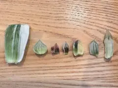 れ*な様 ハオルチア　葉挿し苗セット②のサムネイル