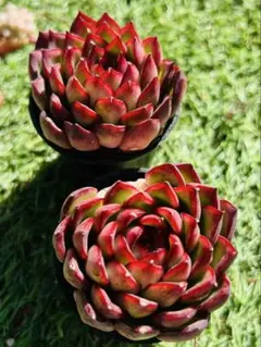 ひまわり様 ご専用　值引70円　リクエスト 2点 まとめ商品