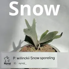 2026年最新】品種名：ビカクシダ・ウィリンキー ビカクシダの人気