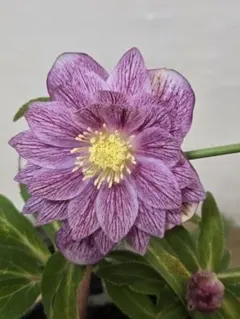 2026年最新】広瀬園芸 クリスマスローズの人気アイテム - メルカリ