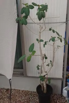 大株】フィカス ベンガレンシス 取り木 発根済み 観葉植物 - メルカリ