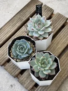 2026年最新】多肉植物 リンゼアナの人気アイテム - メルカリ