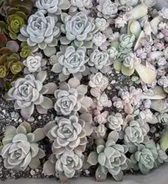 かなやん様専用多肉植物