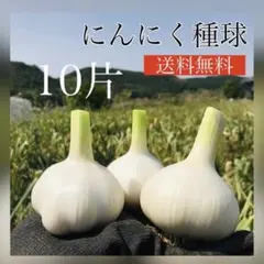 【ニンニク種球】10片【お家時間で家庭菜園】【にんにく】【87store】のサムネイル