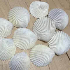 ペアで選べる貝殻10個、おまけ付き
