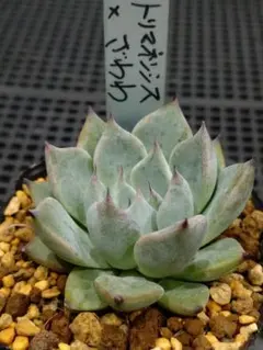 2025年最新】おらいさん苗 青札の人気アイテム - メルカリ