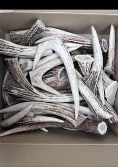 2026年最新】鹿角端材の人気アイテム - メルカリ