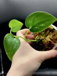 2026年最新】スキンダプサスの人気アイテム - メルカリ