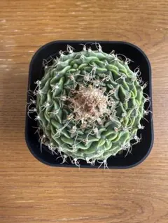 オブレゴニア デネグリイ　帝冠のサムネイル