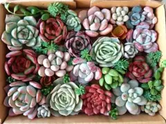 315　多肉植物カット苗セット　寄せ植えに♪