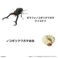 クワガタ標本 ギラファノコギリクワガタ - メルカリ