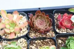 多肉植物 アエオニウム2品種セット「Red Devil&Sunset」 - メルカリ