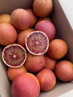愛媛県産 家庭用 ブラッドオレンジ(モロ) 箱込10kg 柑橘 ミカン 箱込約10㌔ ブラッドオレンジモロ 送料お得：愛媛県産のみかん・柑橘類