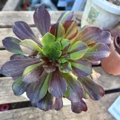 2026年最新】アエオニウム錦の人気アイテム - メルカリ