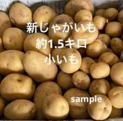 北海道産 じゃがいも 種芋 キタアカリ サイズS〜SS 1.0kg前後 24玉位