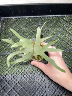 ビカクシダ P. willinckii 