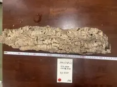 ポルトガル産コルク樹皮PL-0521-2L - メルカリ