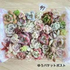 97 多肉植物　多肉弁当　詰め合わせ　寄せ植え　セット　カット苗　韓国苗　セダム